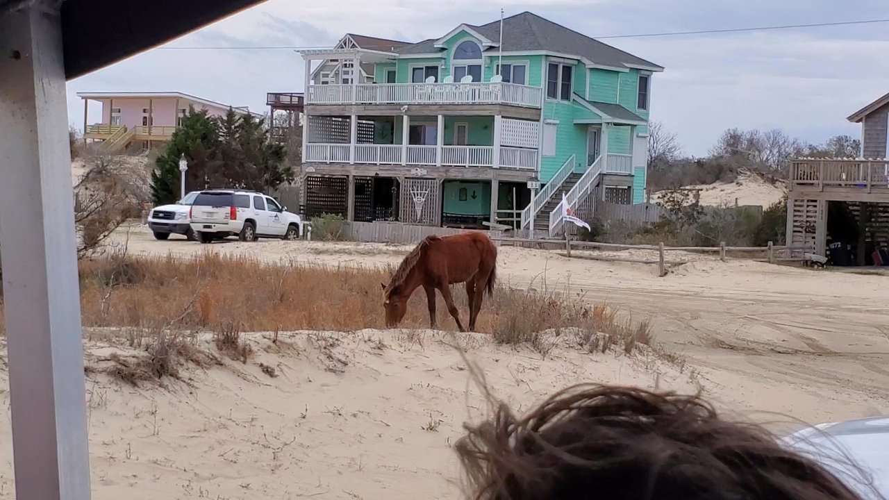 Bob's Wild Horse Tours - Tours Near Me - Corolla, North Carolina