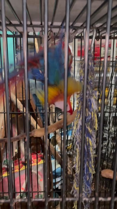 Lemon Grove Pets - Pet Stores Near Me - Lemon Grove, California