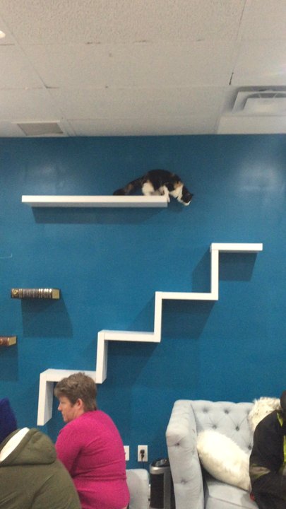 Cat Cafe on Whyte - Coffee & Tea Near Me - Edmonton, Alberta