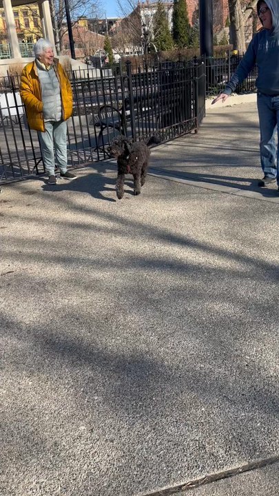 Washington Park Dog Park - Dogs playing - Dog Parks Near Me - Cincinnati, Ohio