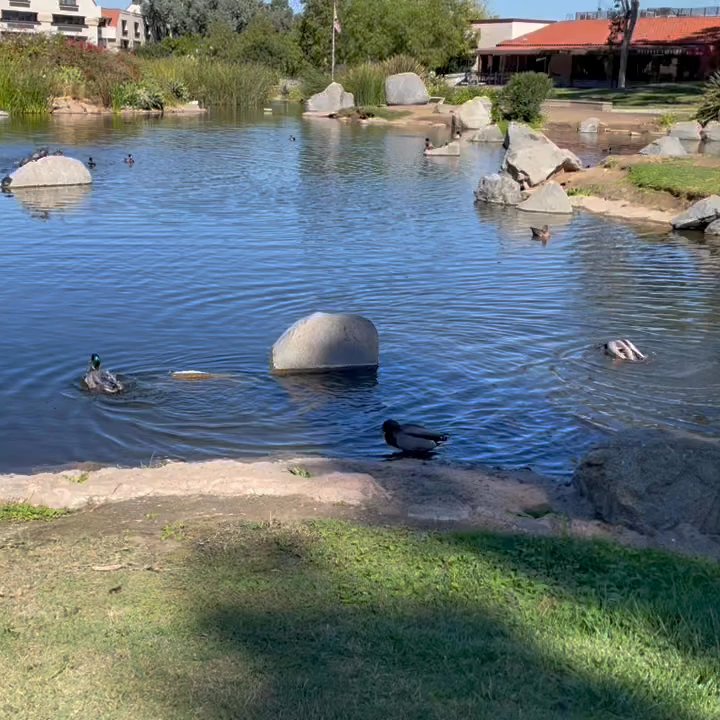 Webb Park - VIDEO: ducks doing duck things in the lake - Parks Near Me - Rancho Bernardo, California