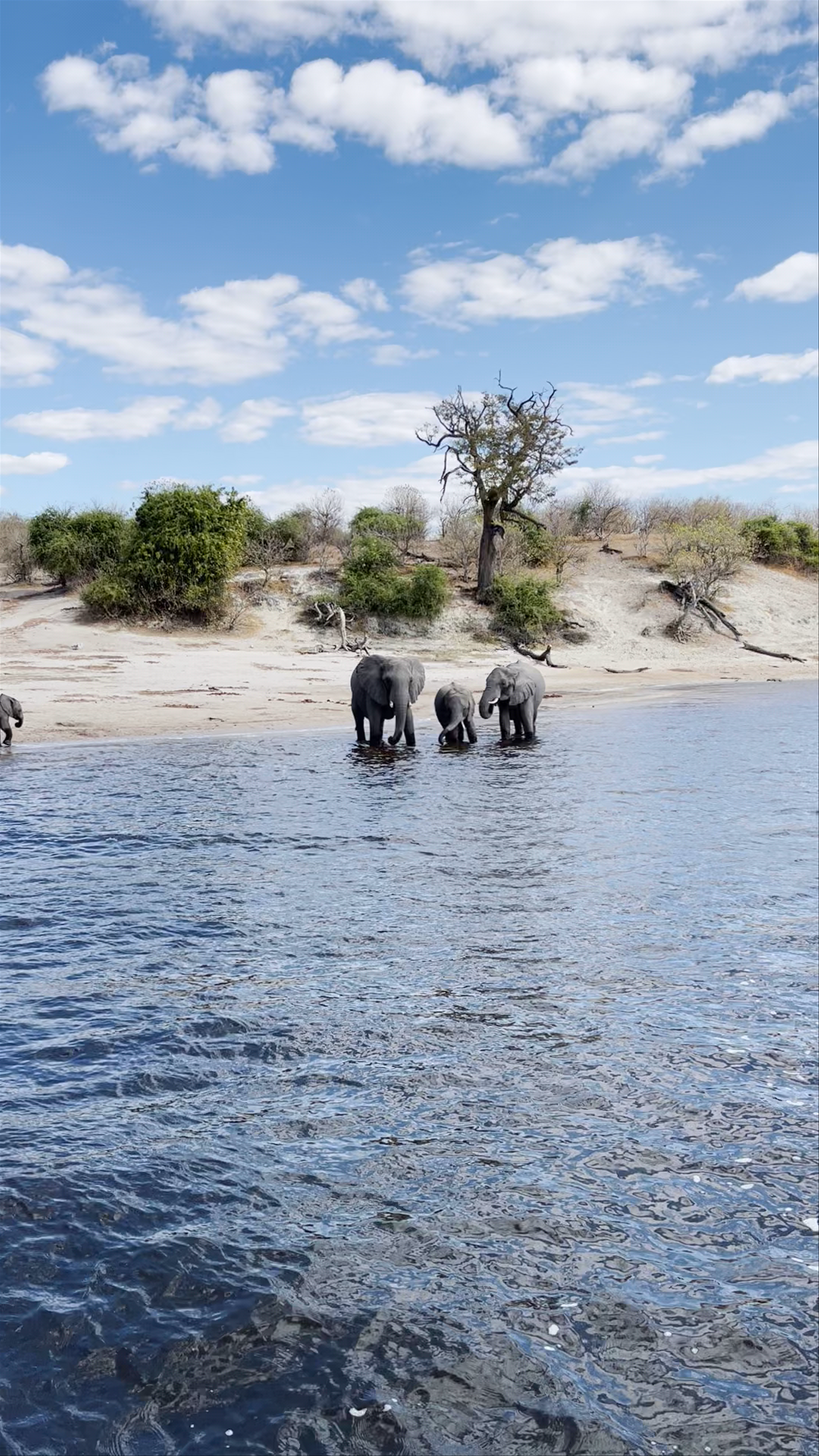 Chobe River