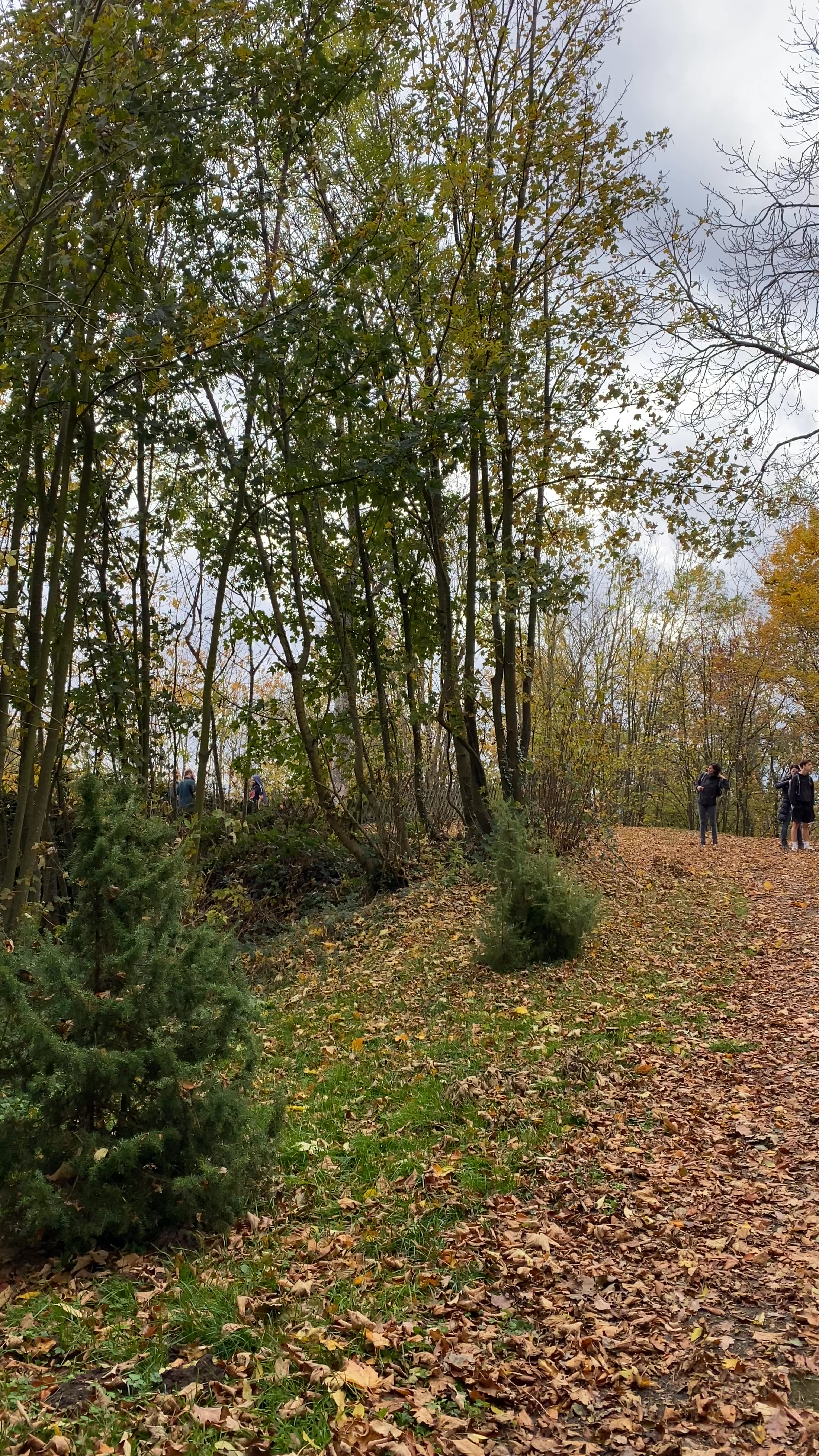 Krawutschketurm (Eifel-Blick Burgberg)