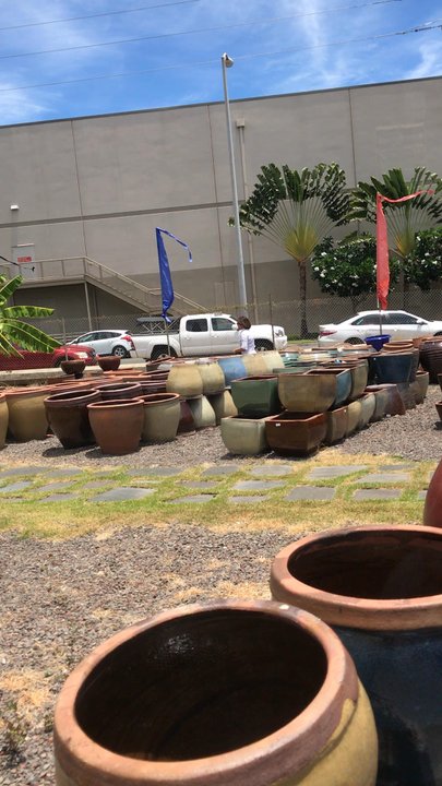 Geobunga - Pot land - Nurseries & Gardening Near Me - Aiea, Hawaii
