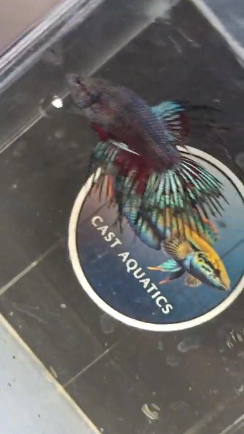 Black Orchid Crowntail Betta female
