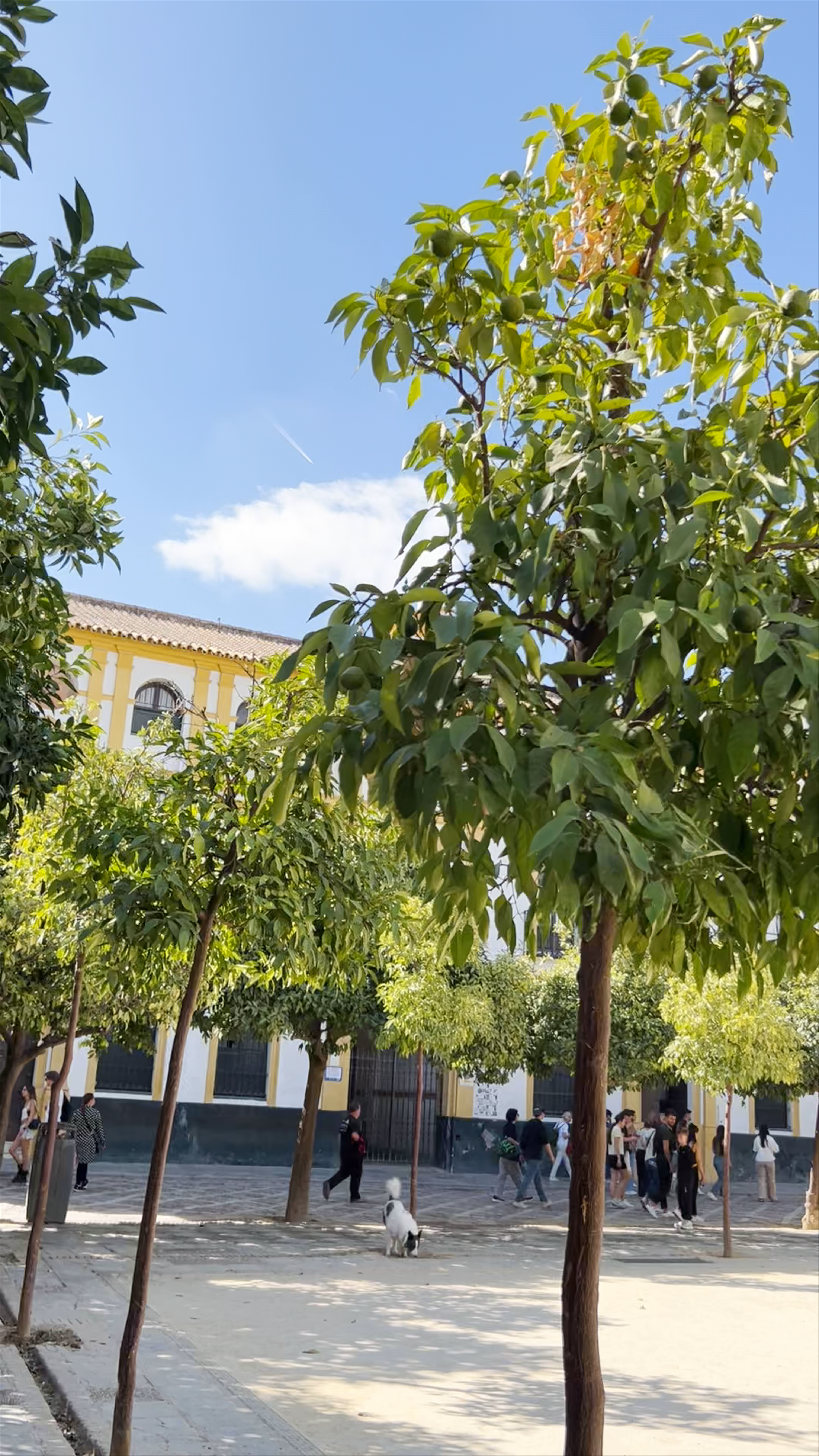 Patio de Banderas
