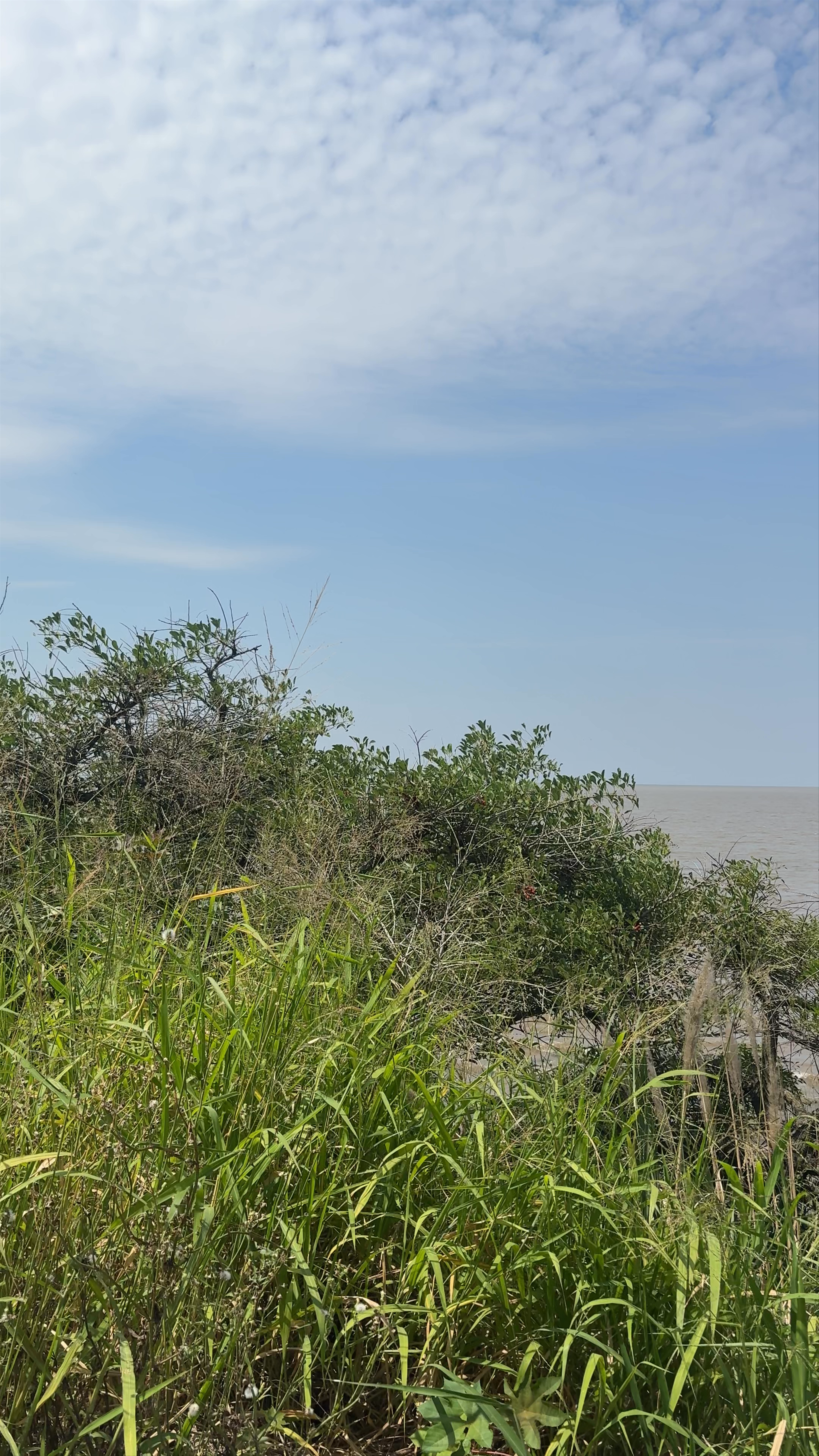 Playa Reserva Ecológica Buenos Aires