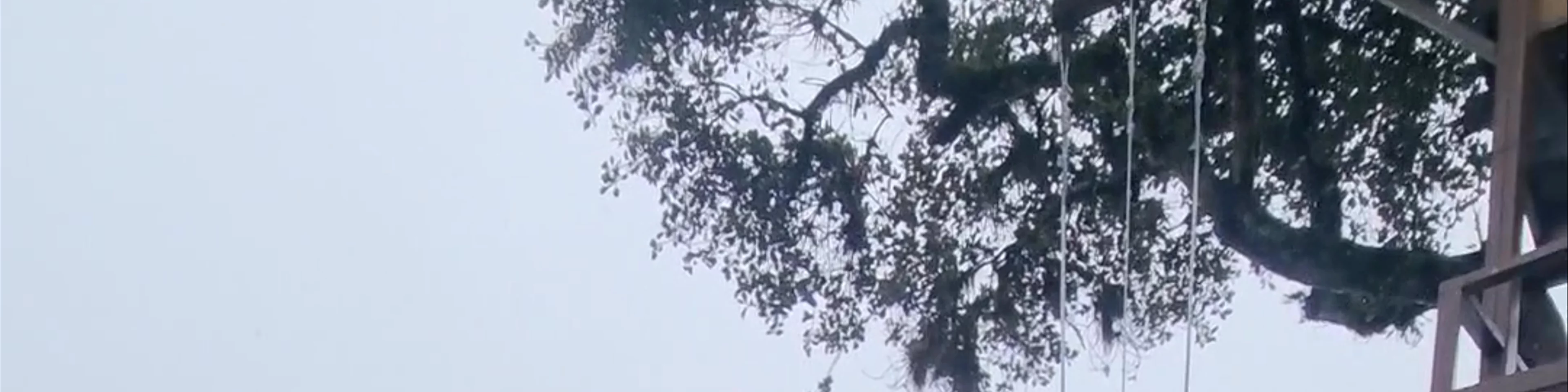 La Casa del Arbol