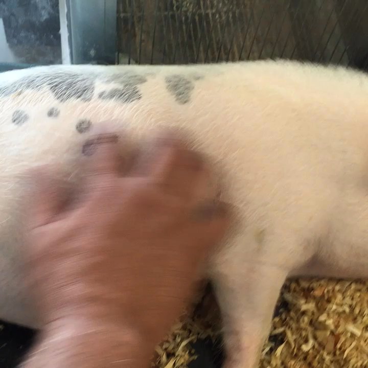 Whittier Feed Store - Our newest guest at the "Feed" - Pet Stores Near Me - Whittier, California