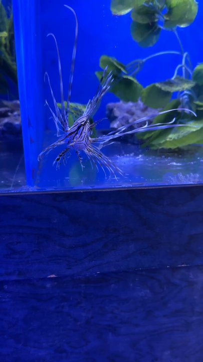 Sea Splendor Aquarium - Local Fish Stores Near Me - Fairfield, California