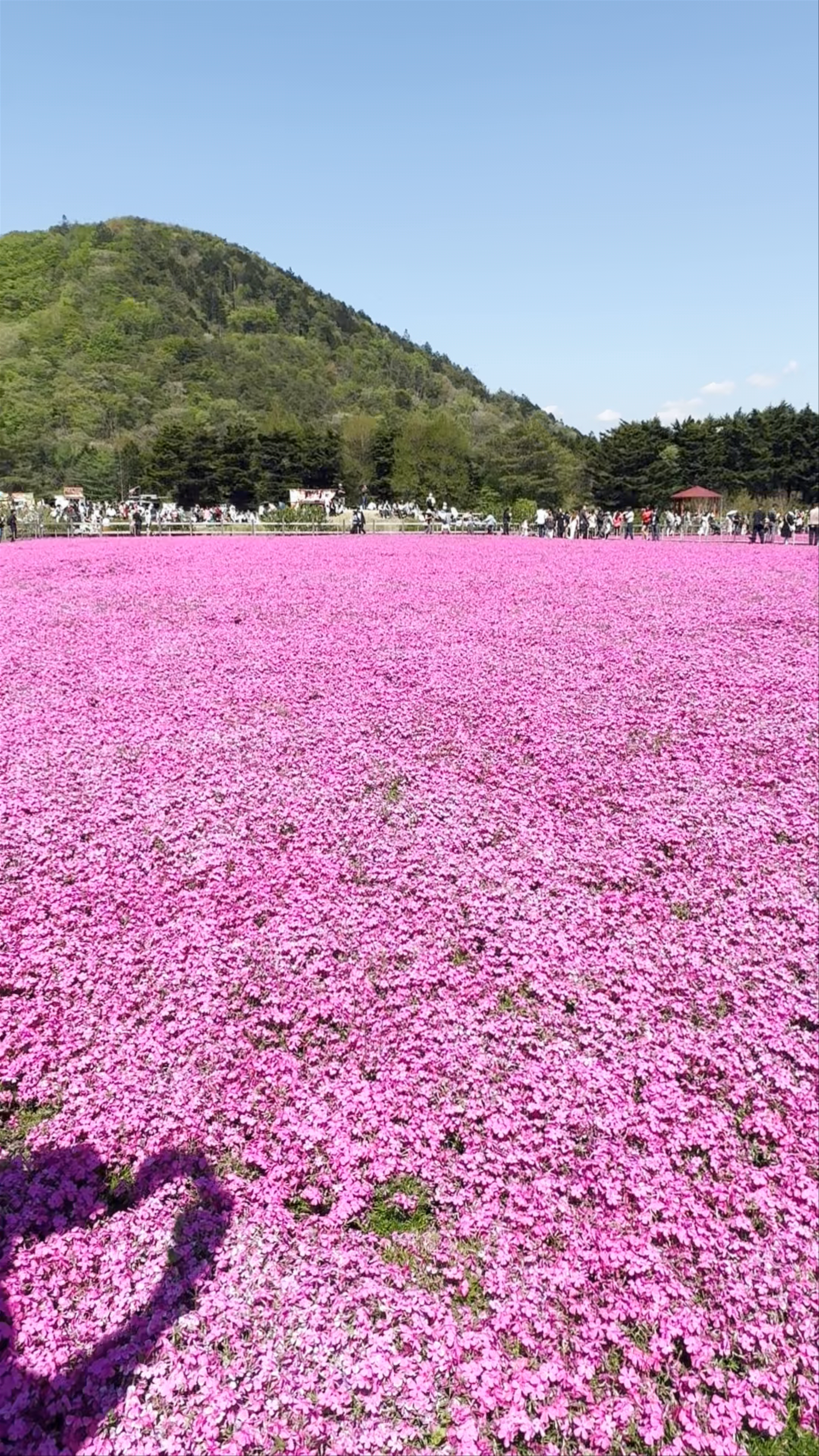 Fuji Shiba-sakura Festival Observation Deck