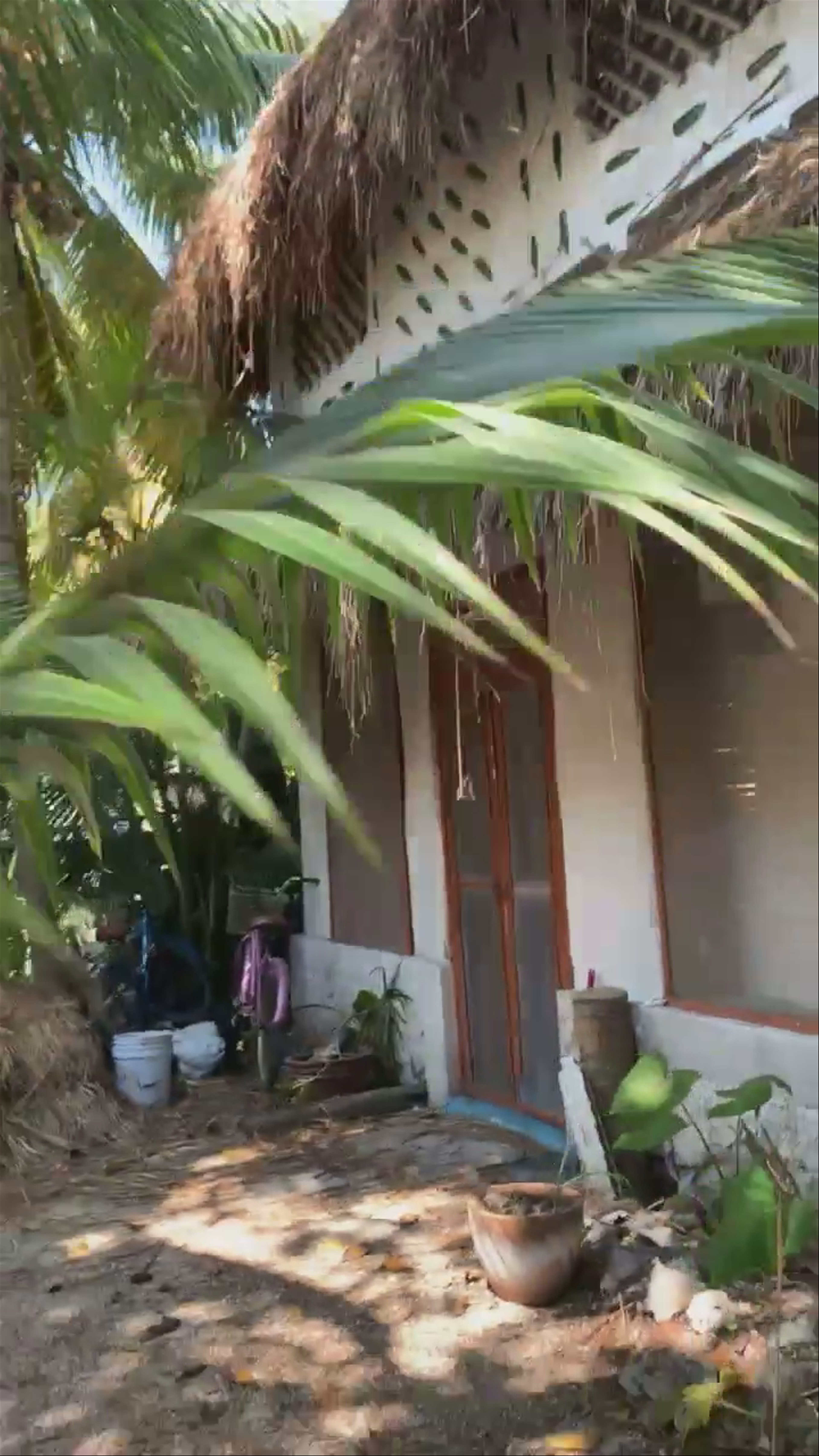 From Mexico. Hand sewn grass palapa roof 