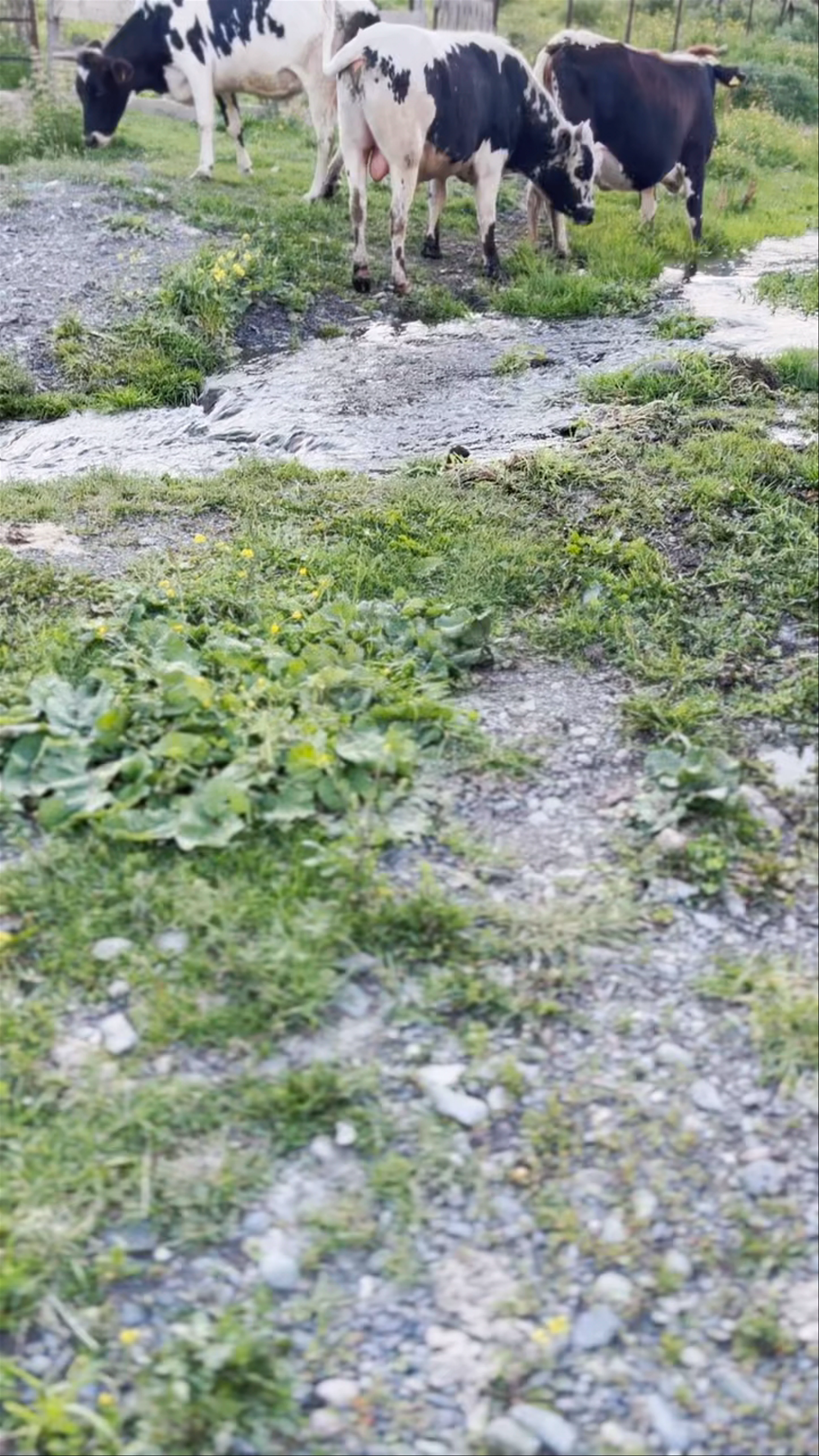 Stepantsminda