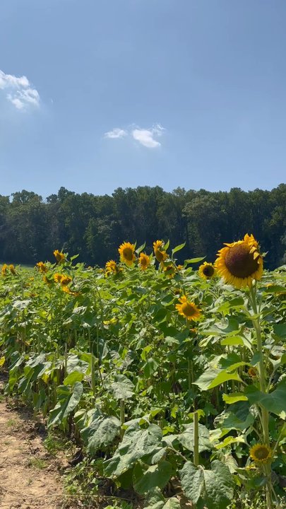Sugartown Strawberries - Sunflowers -- near the end of the season, but still nice to see! - Fruits & Veggies Near Me - Malvern, Pennsylvania