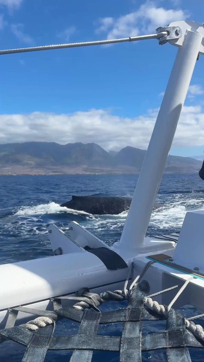 Sea Maui - Sea Maui got us super close for a top notch experience. Mahalo. - Boat Charters Near Me - Lahaina, Hawaii