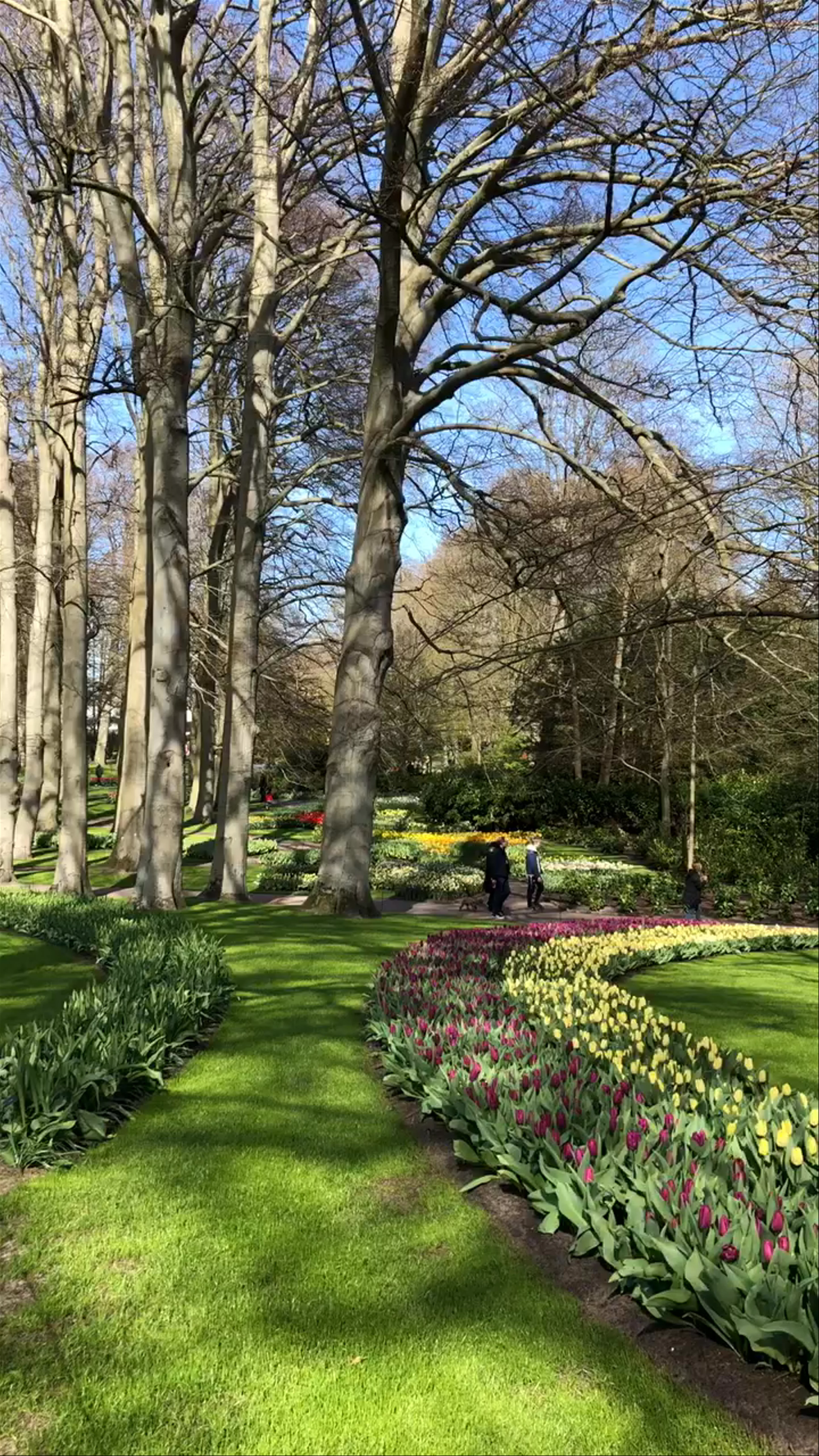 Keukenhof Gardens