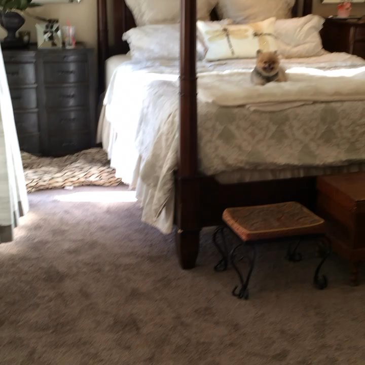 Best Carpet - New carpet in the Master Thx Mario - was super easy and I saved a GAZZILLION BUCKS!! - Carpeting Near Me - Montclair, California