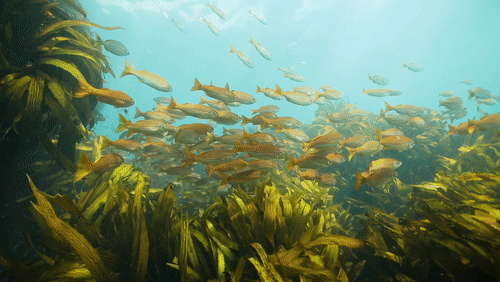 Fish Swimming Above Kelp animated gif