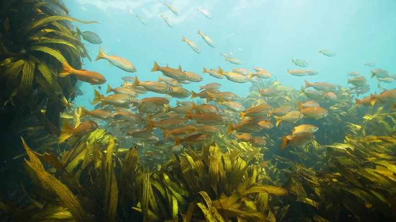 Fish Swimming Above Kelp poster