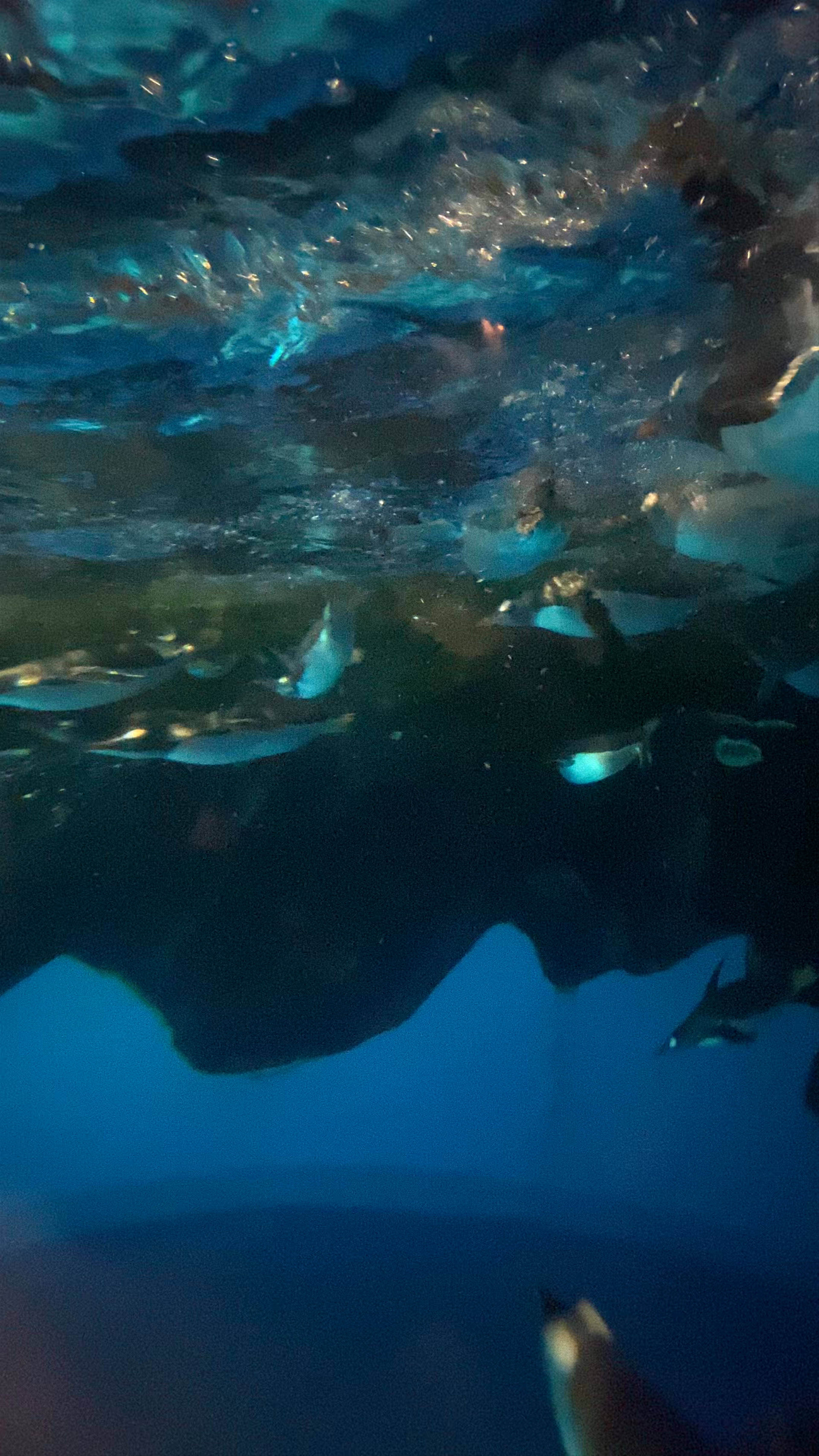 Enchanting Penguin Encounter at Ocean Park Hong Kong The Summit