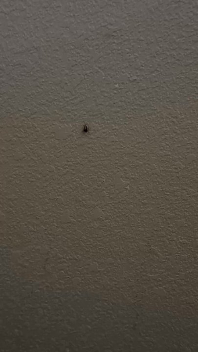 Comfort Suites Beaumont I-10 - I walk into my room and there was a roach.I turn the air on &6 run out crawling on the wall - Hotels Near Me - Beaumont, Texas