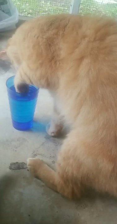 Cuddle Clones - My baby drinking my water per usual! ‍ - Pet Stores Near Me - Akron, Ohio