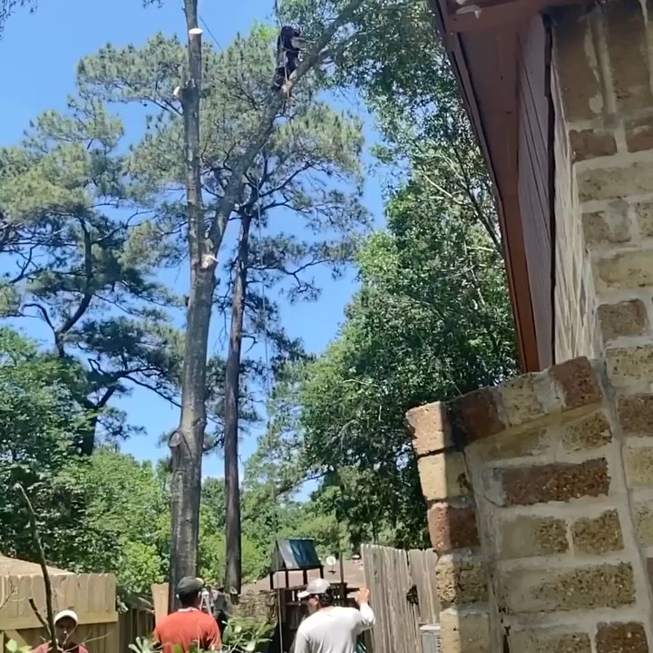 Williams Tree Service - Tree Services Near Me