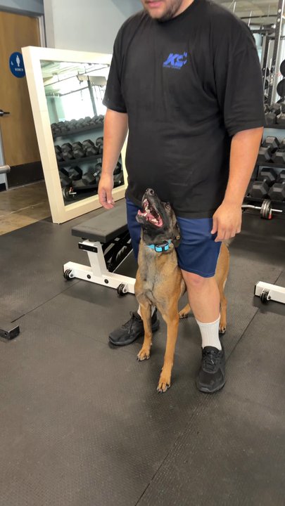 Dog Tribe - Demonstrating the commands and instructions - Pet Training Near Me - Los Angeles, California