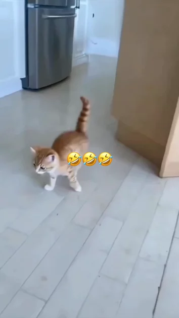 Pet Moment Figure-Skating Cat | UGC