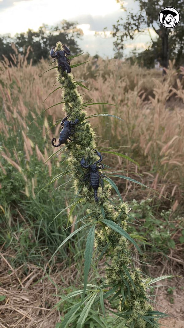 Scorpions on ganja Jan 2026 Prempavee Farm