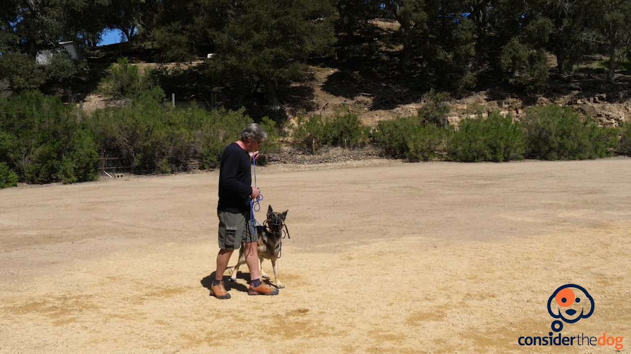 overprotective german shepherd