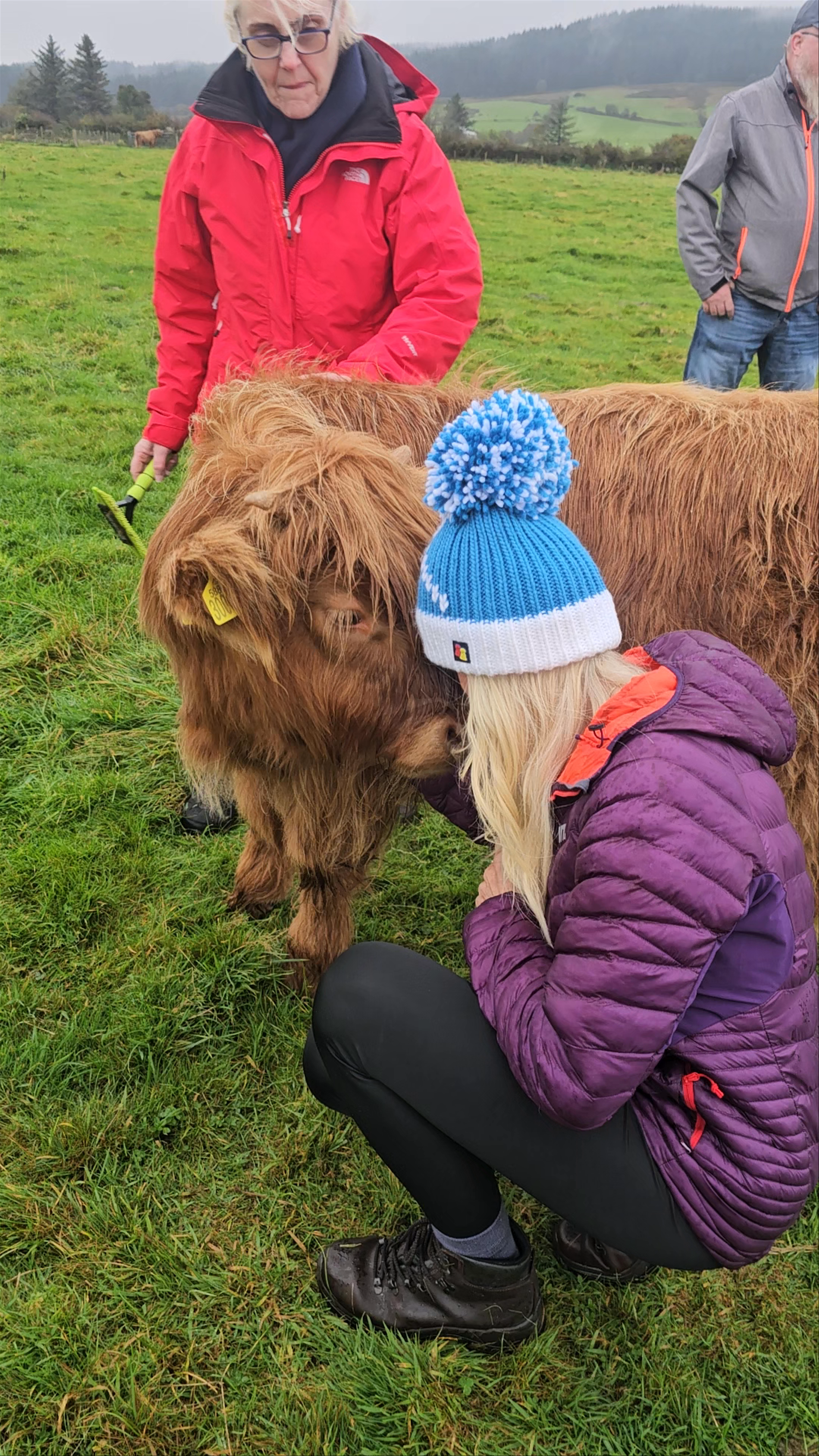 “Hairy coo encounters” at Maol fold ( highland cows Isle of Arran )
