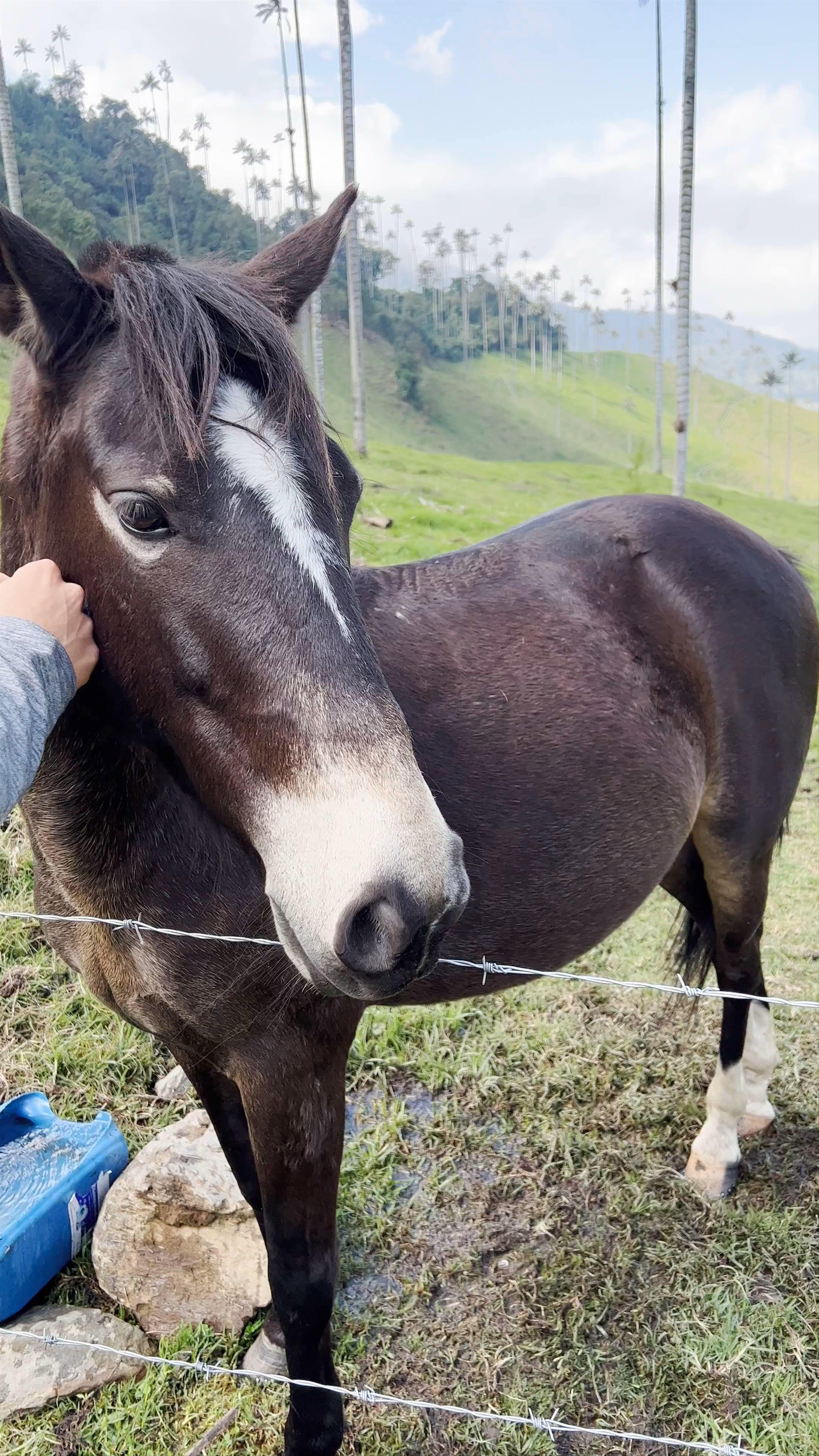 Magical Valle de Cocora: Colombia’s Towering Wax Palms and Serene Mountain Vibes