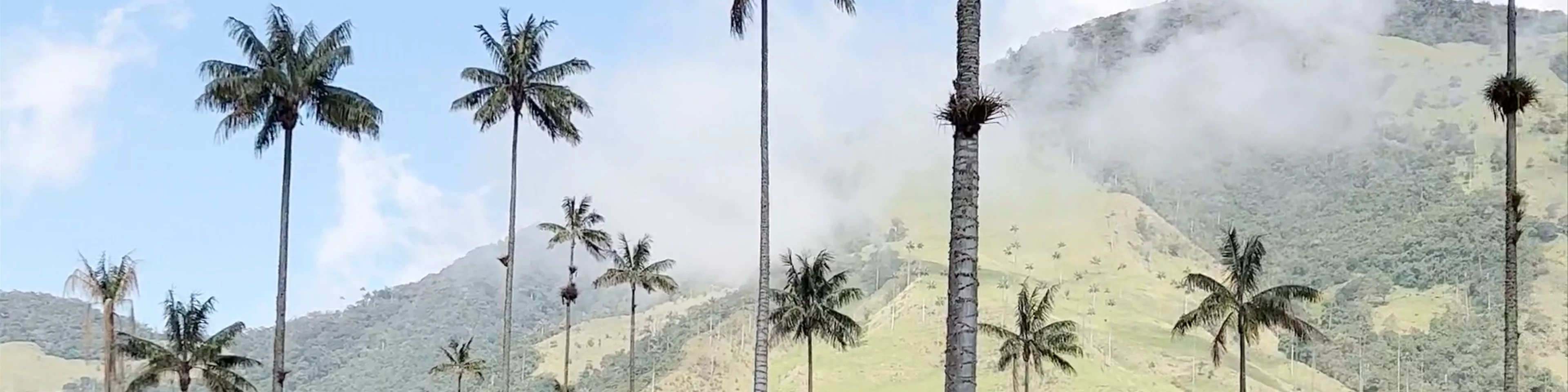 Valle de Cocora