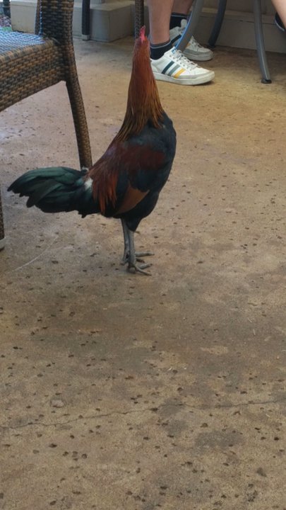 Anuenue Cafe - Rooster is a sneak and might just try to share your food :) - Cafes Near Me - Koloa, Hawaii