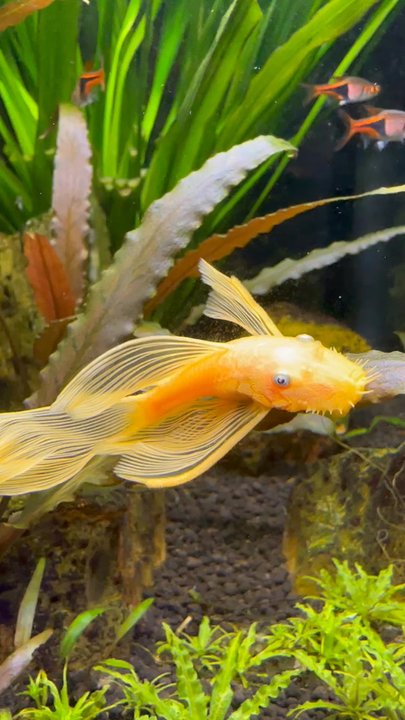 Big Al's - What is the name? - Pet Stores Near Me - North York, Ontario