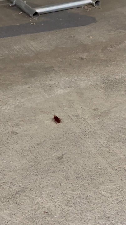 Terraces at Paseo Colorado - Roach crawling around the underground parking - Apartments Near Me - Pasadena, California