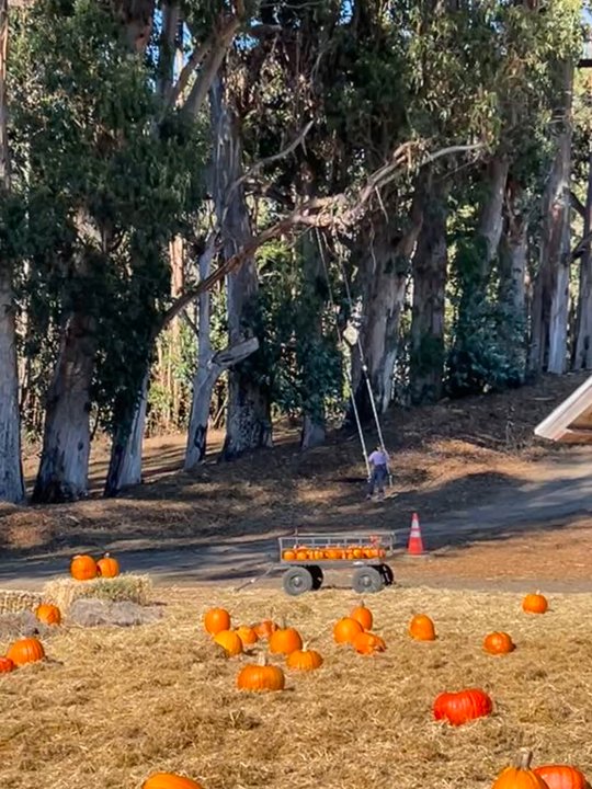 Rancho Siempre Verde - Christmas Trees Near Me - Pescadero, California