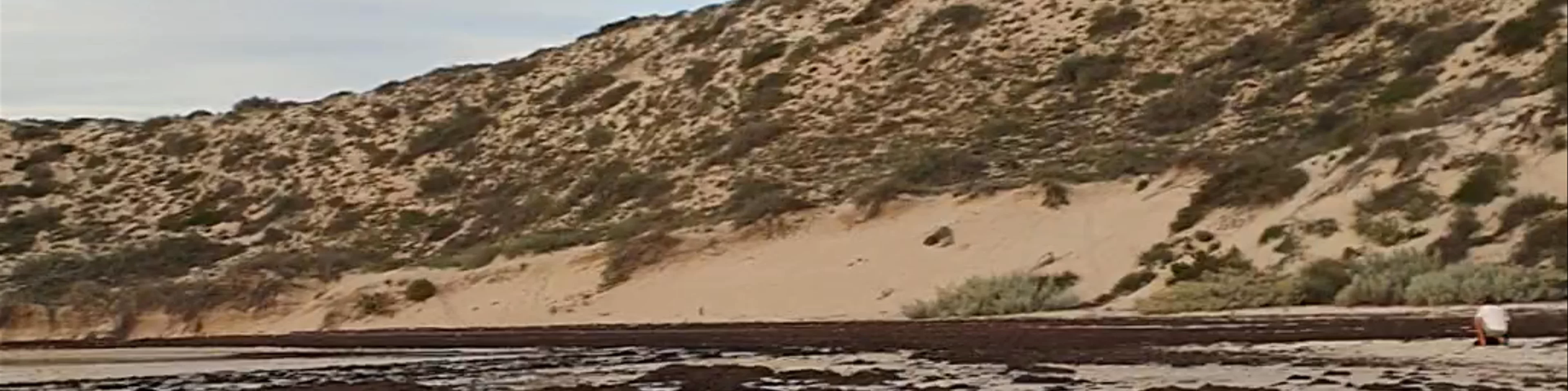 Shark Sanctuary