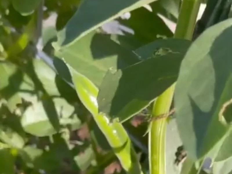 Pure Plant Protein