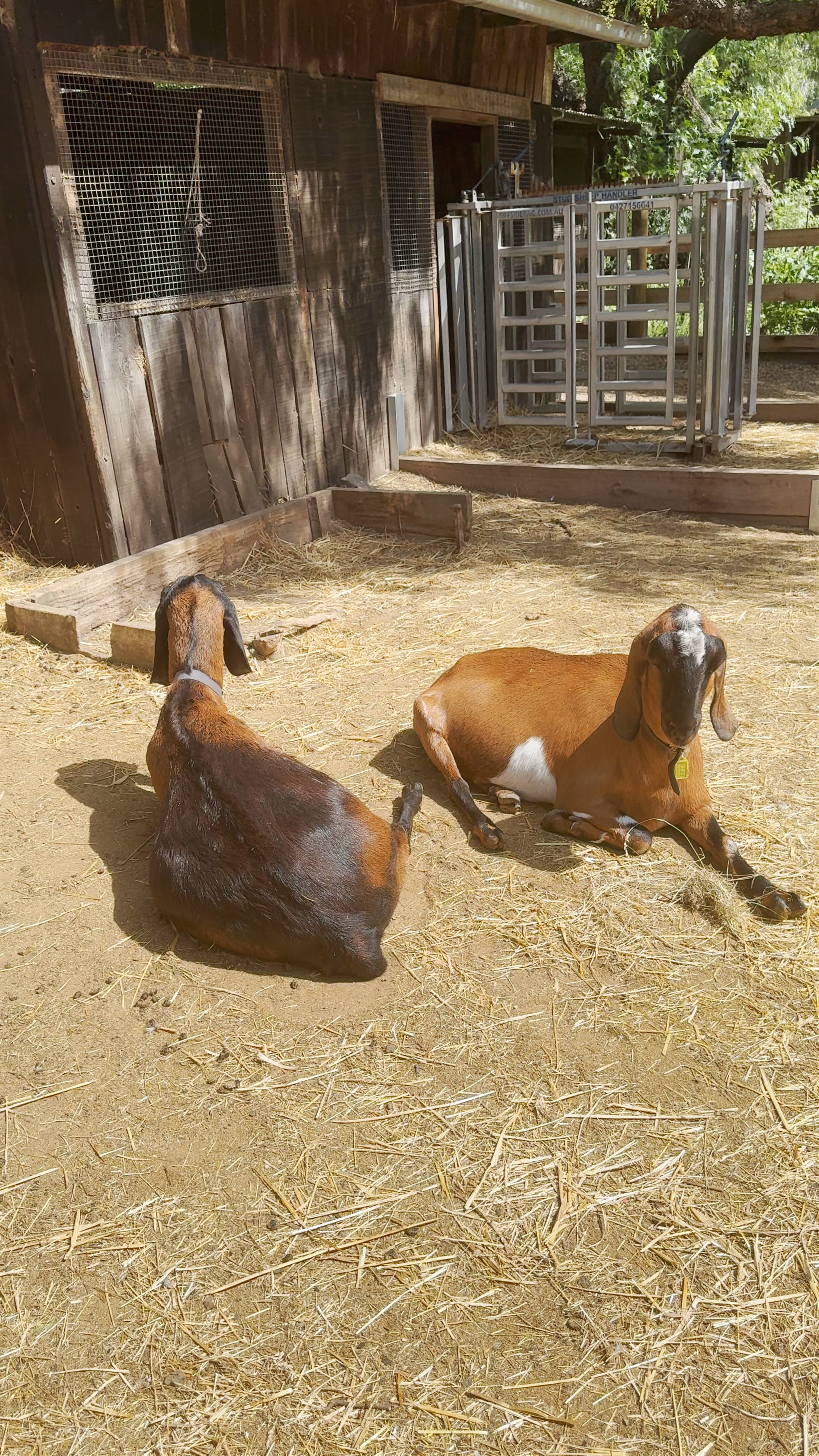 Collingwood Children's Farm