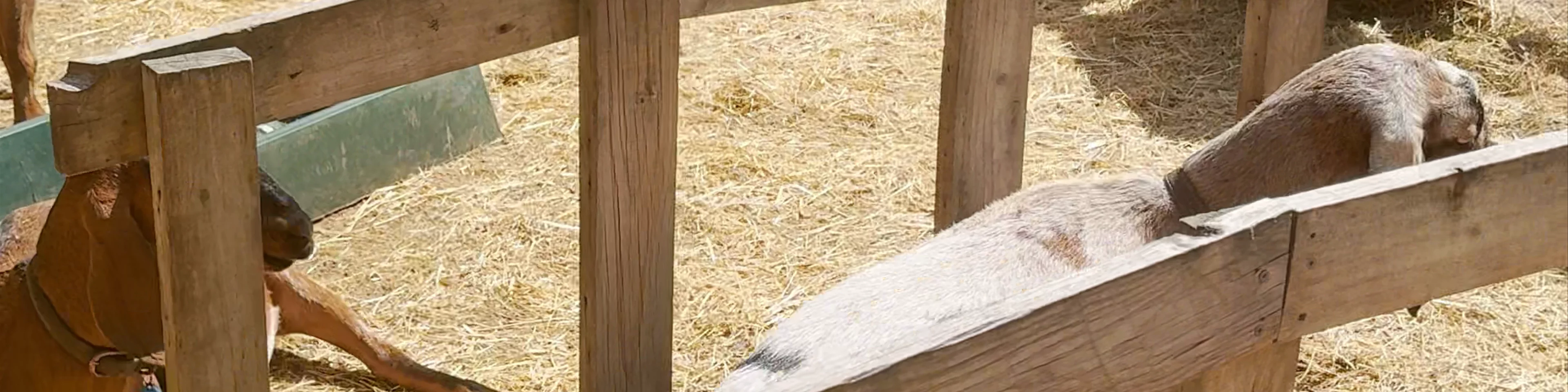 Collingwood Children's Farm