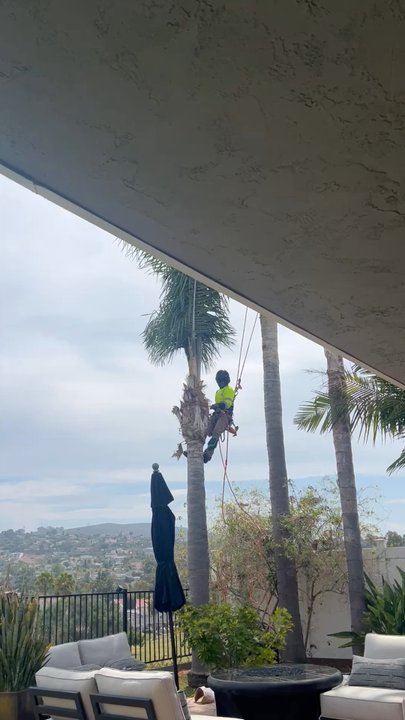 West Valley Tree Service - The process - Tree Services Near Me