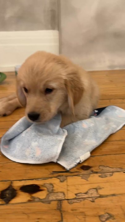 Puppy Sphere - Yoga Near Me - Toronto, Ontario