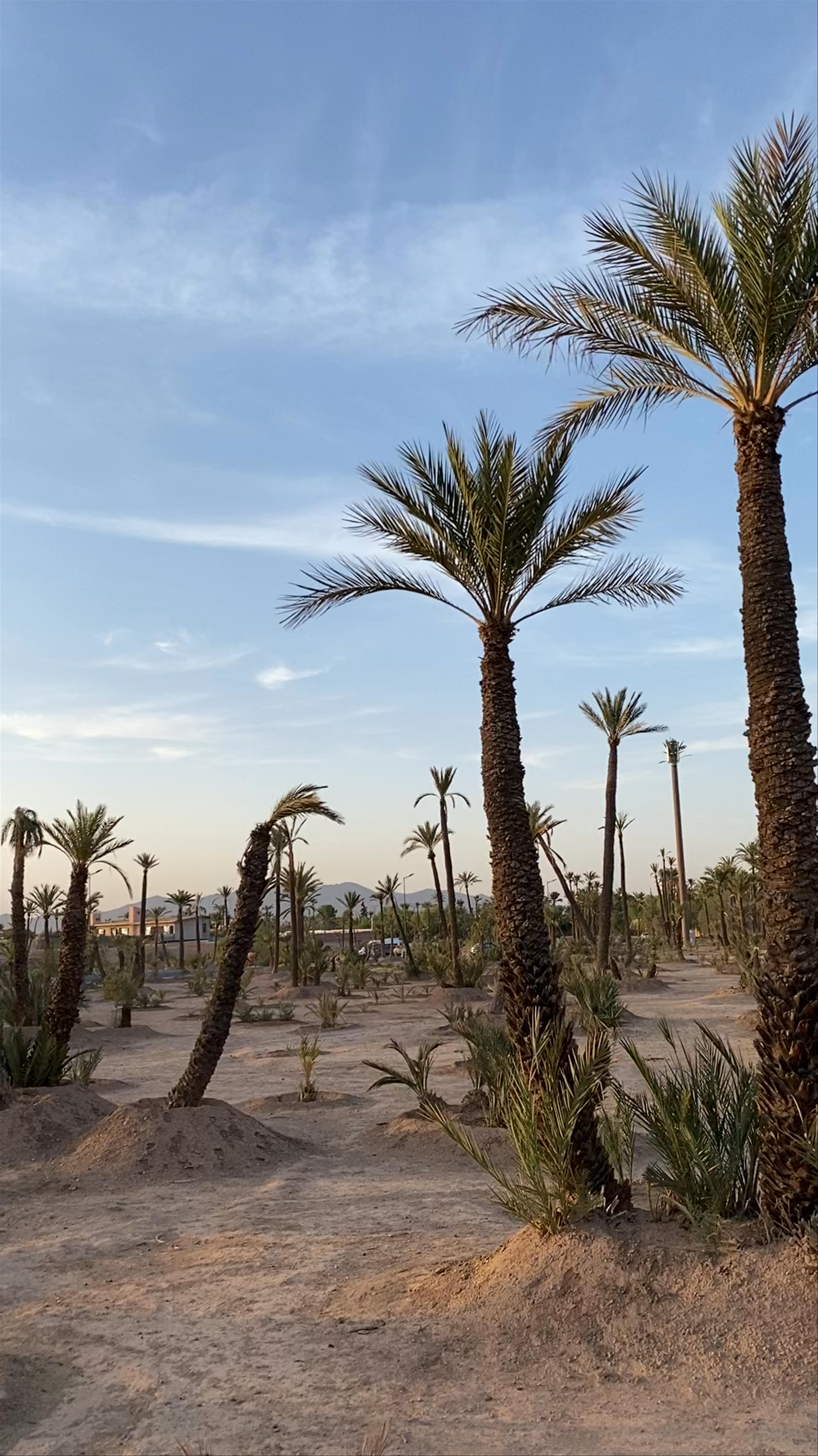 Sunset Serenity in Marrakech Palmeraie