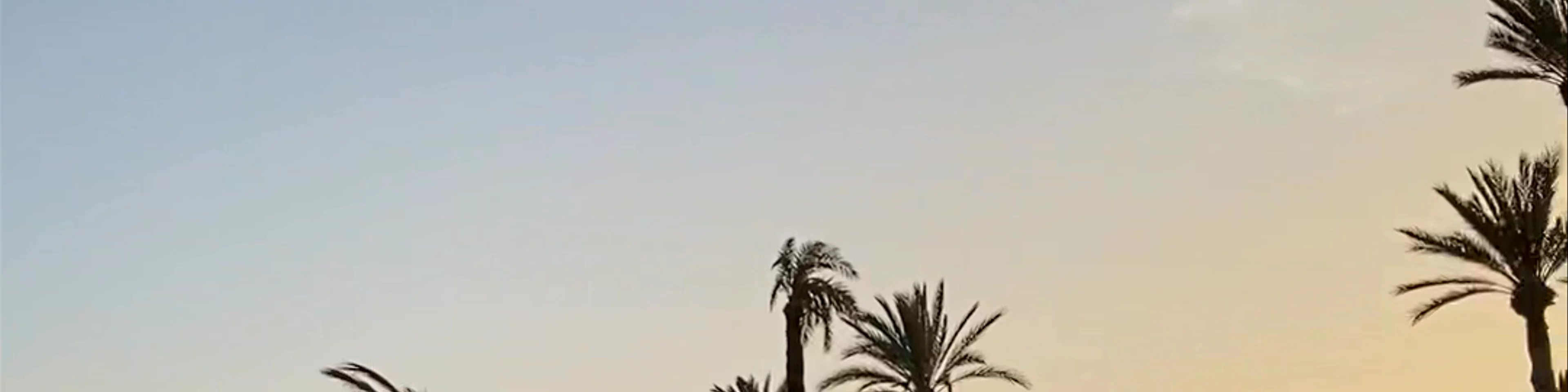 palmeraie marrakech chameau