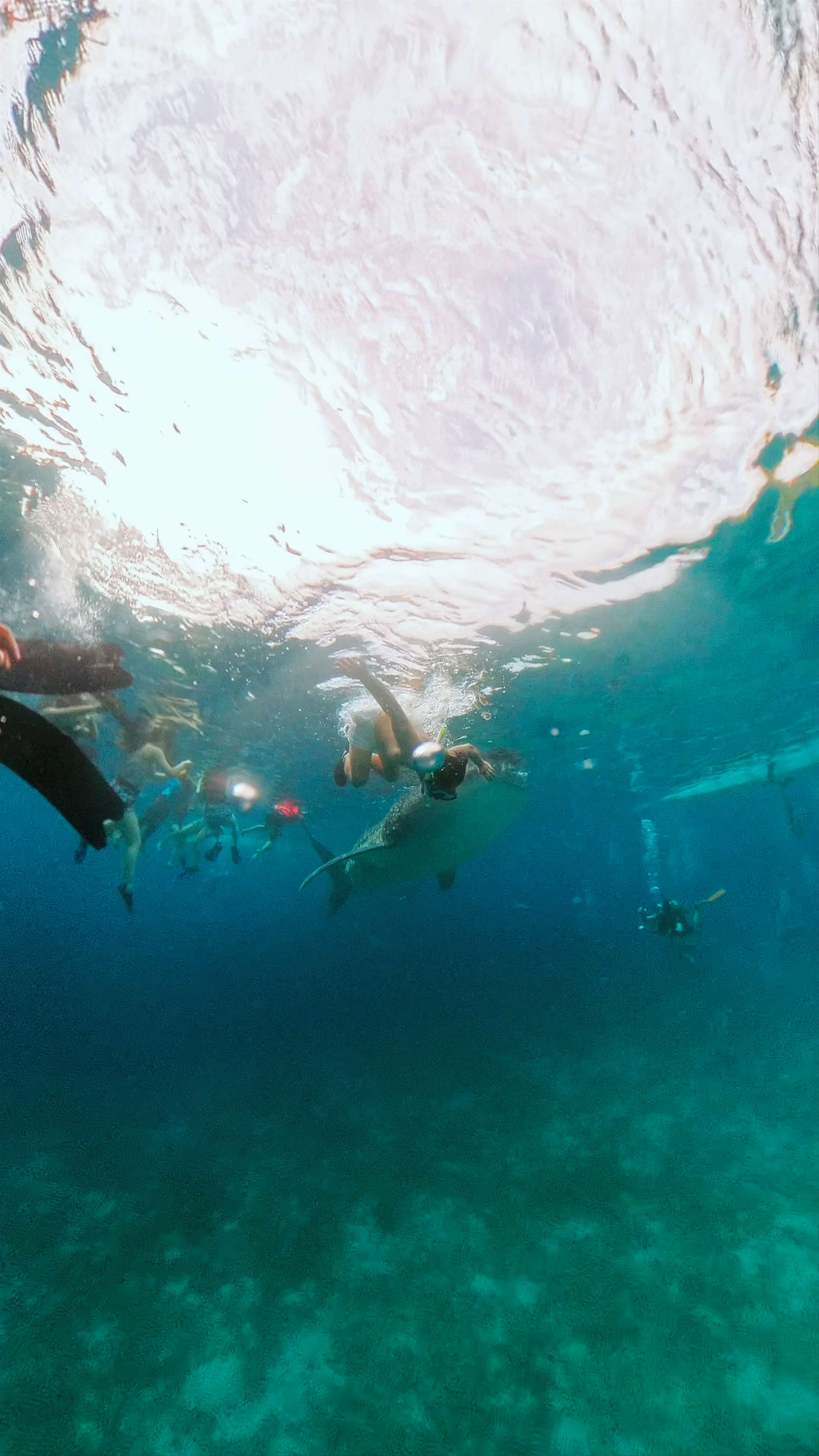 Oslob Whale Shark Watching