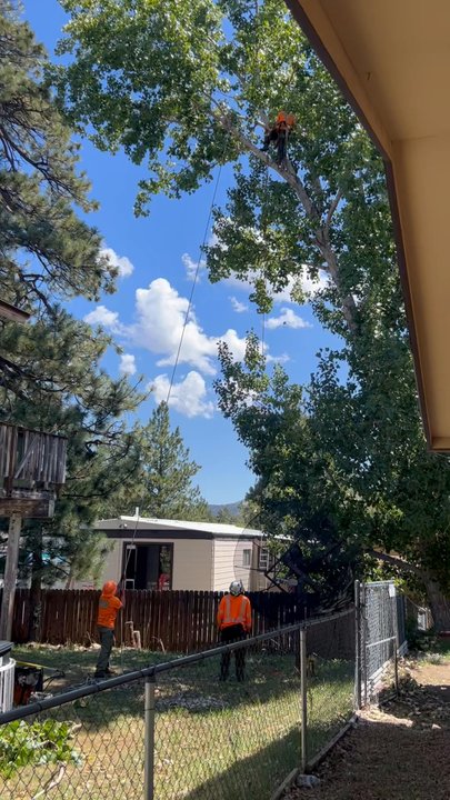 ACL Tree Works - Starting the job - Tree Services Near Me - Crestline, California