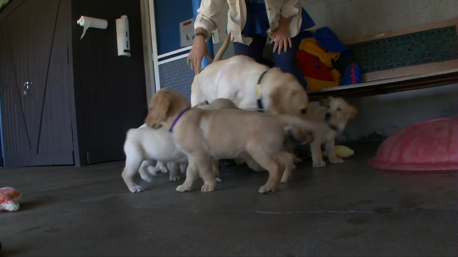 A guide dog mobility instructor facilitates early socialization and play sessions for young puppies at a dedicated training facility. The clip follows the puppies as they interact with trainers and each other in a controlled environment.