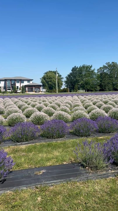 NEOB LAVENDER - Updated October 2026 - 83 Photos & 19 Reviews - 933 ...